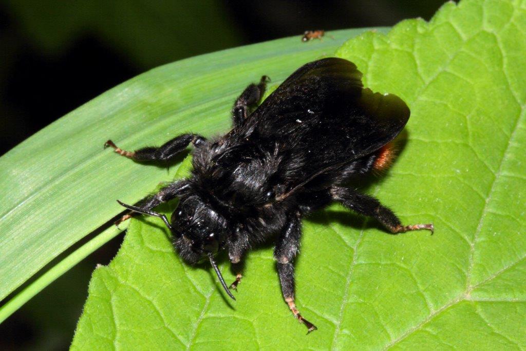 Bombus lapidarius?